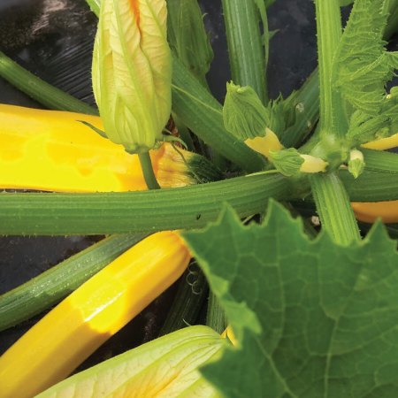 Gelbe Zucchini vom Gemüsebetrieb Alexander Witt Regio Point