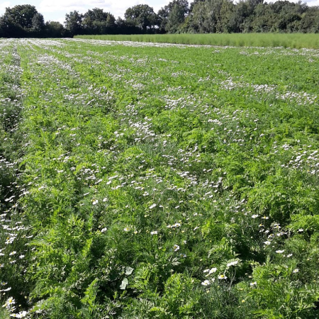 Felderlandschaft Hansestadt Lübeck Gemüsebetrieb Witt Regio Point