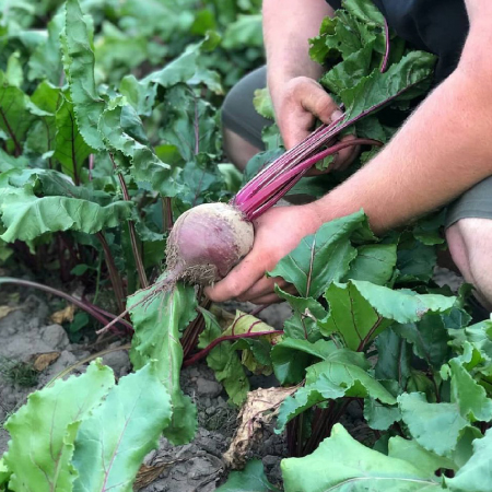 Süßkartoffelernte auf den Lübecker Feldern Gemüsebetrieb Witt Regio Point